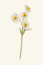 Load image into Gallery viewer, Nargis I