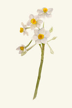 Load image into Gallery viewer, Nargis II