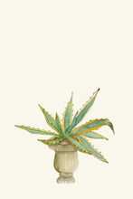 Load image into Gallery viewer, Century Plant in a Pot