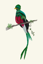 Load image into Gallery viewer, Quetzal III