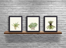 Load image into Gallery viewer, Century Plant in a Pot