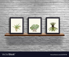 Load image into Gallery viewer, Century Plant in a Pot