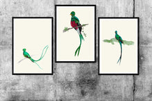 Load image into Gallery viewer, Quetzal III