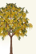 Load image into Gallery viewer, Amaltas Tree
