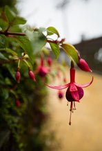 Load image into Gallery viewer, Hillside Flora I