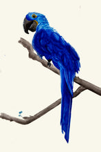 Load image into Gallery viewer, Blue Macaw