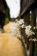 Load image into Gallery viewer, Hillside Flora II