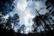 Load image into Gallery viewer, Kanatal Hills III