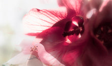 Load image into Gallery viewer, Love Birds