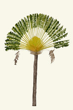Load image into Gallery viewer, Palm Tree VI
