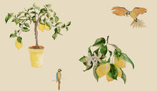 Load image into Gallery viewer, Citrus | A Little Lemon Zest