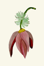 Load image into Gallery viewer, Banana Flower