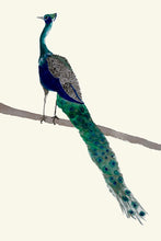 Load image into Gallery viewer, Peacock