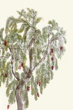 Load image into Gallery viewer, Bottlebrush Tree