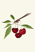 Load image into Gallery viewer, Cherries