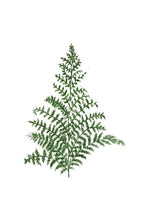 Load image into Gallery viewer, Fern