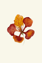 Load image into Gallery viewer, Gulmohar Flower