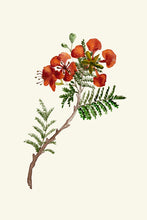 Load image into Gallery viewer, Gulmohar Branch