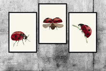 Load image into Gallery viewer, Ladybug Trilogy