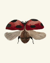 Load image into Gallery viewer, Ladybug Trilogy