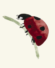 Load image into Gallery viewer, Ladybug Trilogy