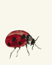 Load image into Gallery viewer, Ladybug Trilogy