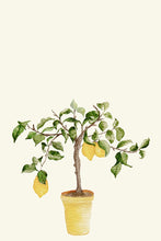 Load image into Gallery viewer, Lemon Plant in a Pot
