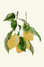 Load image into Gallery viewer, Lemons