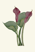 Load image into Gallery viewer, Calla Lilies pink
