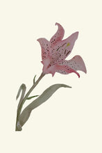 Load image into Gallery viewer, Tiger Lily pink
