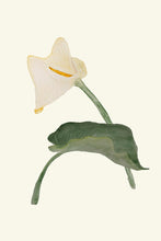 Load image into Gallery viewer, Calla Lily white I