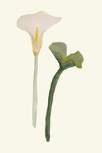 Load image into Gallery viewer, Calla Lily white II