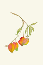 Load image into Gallery viewer, Mangoes
