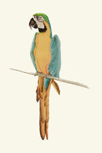 Load image into Gallery viewer, Mediterranean Parrot