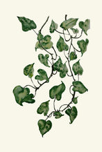 Load image into Gallery viewer, Moneyplant