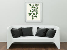 Load image into Gallery viewer, Moneyplant