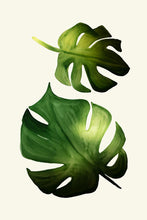 Load image into Gallery viewer, Monstera Leaves