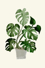 Load image into Gallery viewer, Monstera Plant in a Pot