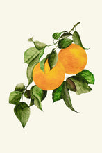 Load image into Gallery viewer, Oranges