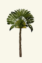 Load image into Gallery viewer, Palm Tree II