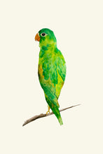 Load image into Gallery viewer, Parrot