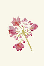 Load image into Gallery viewer, Dainty Pink Flowers
