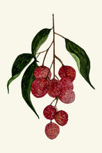 Load image into Gallery viewer, Strawberries