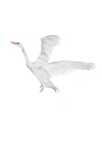 Load image into Gallery viewer, Swan II