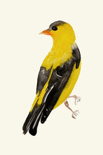 Load image into Gallery viewer, Yellow Bird