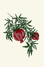 Load image into Gallery viewer, Pomegranate
